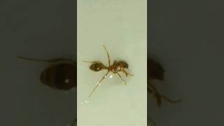 This ant is hit by a pool of water #shorts #ant #redant