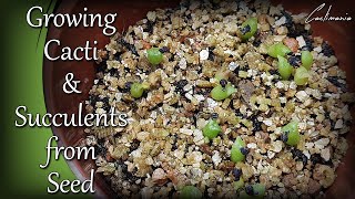 Sowing Cactus & Succulent Seeds | Growing Cacti from Seed