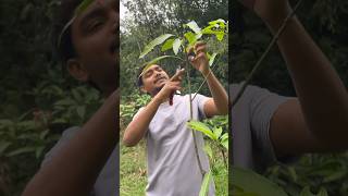 Mango tree pruning in India || #mango_tree_pruning #farming #indian_nursery_tips