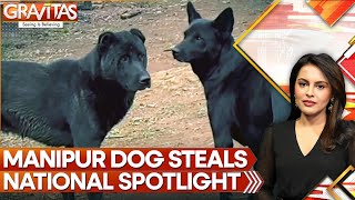 Manipur's Haofa Dog Finds A Place In Assam Rifles Unit | GRAVITAS