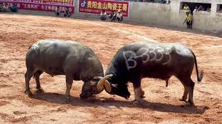 醒狮斗牛城B组顶级对抗，B组比赛的冠亚军提前碰面
