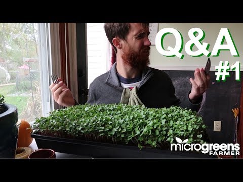 Microgreens Q&A Episode 1