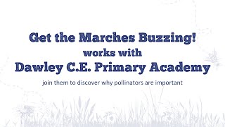 Dawley C.E. Primary Academy and Buglife