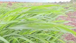 Natural Beauty #viral #nature #sudan #shortvideo #sudannews #foryou