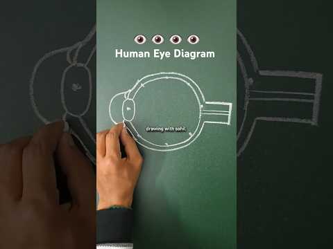 Eye diagram | Human eye diagram | eye diagram easy to draw #eye #diagram #shorts #shortsfeed