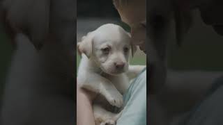 A Day With Puppies (Much Love!) #shorts #labradorretriever #puppy