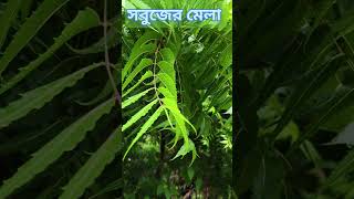 আমাদের এখানে সবুজের মেলা বসেছে।🍀🍀🍀🪴❤️ We have a green fair here @villagecookingwithkeya