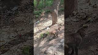 monkey 🐒 #monkey #monkeylove #monkeyvideo