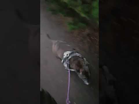 Walk before UFC fight night... RIP love you baby.