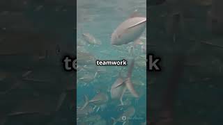 "Skipjack Tuna: The Ocean’s Speedsters!#instagram ##youtubeshorts ##facts #shorts #marinemammals