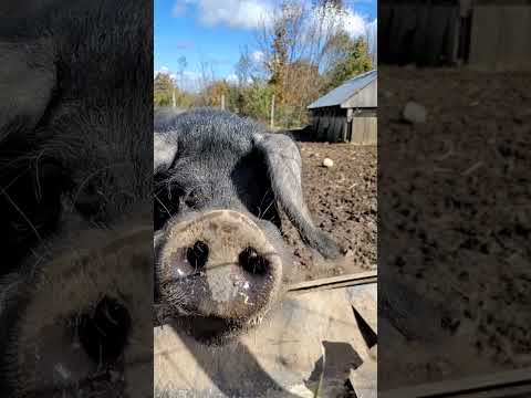 Meet Sherman our massive english large black boar #boars #pig #viralshorts #biggboss