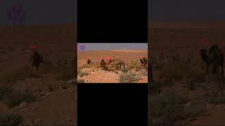 Camel Detection with YOLOv12 Real Time Desert Monitoring