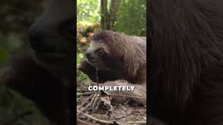 interesting sloth facts.