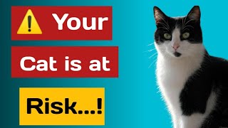 Shocking Truth About Indoor Cats (Most Owners Don’t Know)