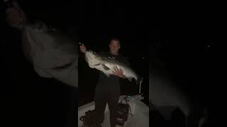 Monster striped bass 2024 #onthewater #stripedbassfishing #stripedbass #surfcasting #massachusetts