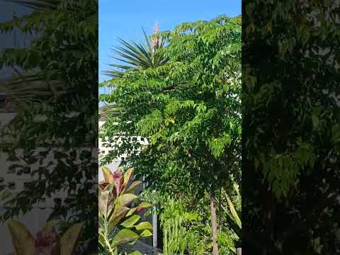 Monarchs in the garden