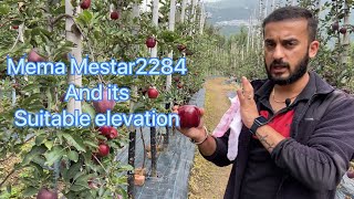 Mema Mestar 2284 suitable elevation
