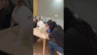 最會撞頭的貓，出場即送養！ #転運棧貓中途咖啡廳 #尬電 #貓咪