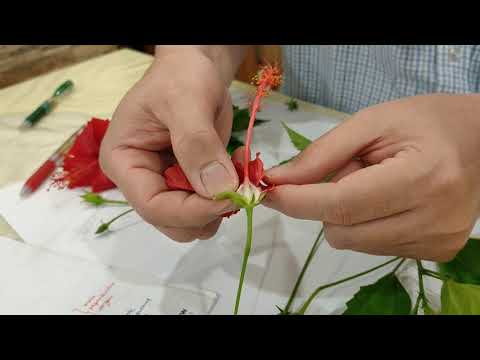 Hibiscus flower dissection