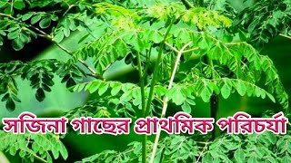 বারোমাসি সজিনা গাছের প্রাথমিক পরিচর্যা || Sajina Gach || drumstick Tree 🌴||