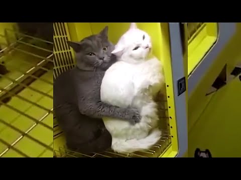 CATS LOVE EACH OTHER