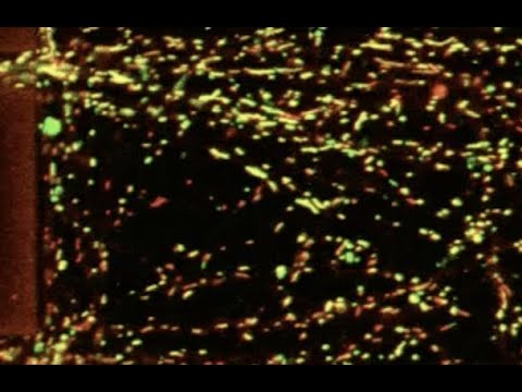 Mitochondrial transport and energy metabolism in neuronal regeneration