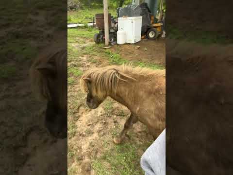 Shetland ASMR  🐴 #shetlandpony