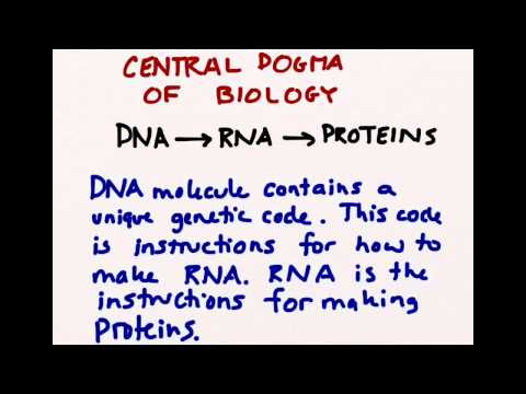 DNA Molecule Introduction