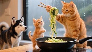 Chef Kitty’s Zoodle Surprise! 🐱🍜 Kitten & Husky Join the Kitchen Fun!