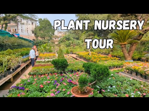 Plant Nursery Tour In India | Indoor Outdoor Garden || Budget Gardening