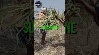 Sugarcane Export #facts #businessideas #exportimport #hiiem