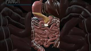 Food digestion process #digestivesystem #neet #cbse11th #biology #pharmacy