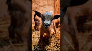 Baby goats getting into trouble in the barn. #goats #trouble #sff