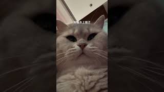 我自己一个人在家 我是小猫 #万物可爱计划 #萌宠 #蓝金渐层 #