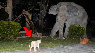 Quand Les Chats Énervés Affrontent Les Animaux Sauvages !