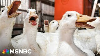 Dr. Kavita Patel’s warning as measles, bird flu outbreaks surge