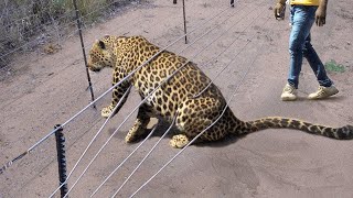 Most Emotional Ways Animals Asked People for Help and Kindness This Season !