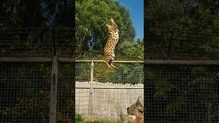 Happy leap day! 🧡 #leapyear #leapday #serval