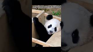 my innocent friend #tadung #innocentlives #cutepanda #shortvideo