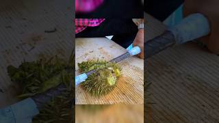 Satisfying Gorgon Fruit Harvest -- Foxnut Harvesting || #viral #facts #foxnuts #fun
