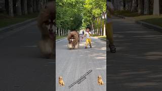 Animal Transformation. Before & After! 😎✨ #shorts #animals #animaltransformation