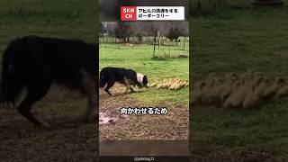 アヒルの子を誘導するボーダーコリー