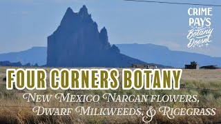 Four Corners Botany - New Mexico Narcan Flowers, Dwarf Milkweeds & Indian Ricegrass at Dusk