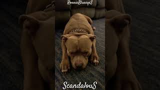 My Dog #bullybreed #pitbulldog