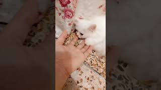 cute kitten😍🥰😍 #cat #cute #kitten #catsofyoutube #viralcats #kucingbelangtiga