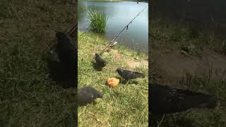 KILLER FISH 007 !!! TAGANKA 2023 !!! #carp #carpfishing #fishing #nature