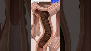 A Look Inside the Body | During Severe Constipation | Gut Health | Anatomy  Arts US
