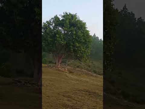 Natural beauty # #nature #naturelovers #shorts #shortvideo