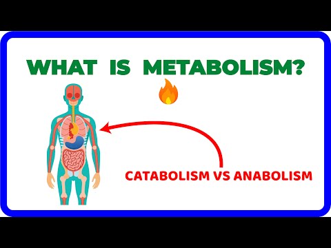 METABOLISM — Catabolism Vs. Anabolism Differences