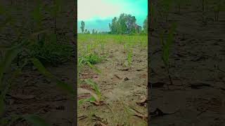 #kheti #wowvideos #amazing #shortvideo #love #viralvideo #whatsappstatus